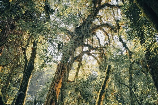 Bali Rainforest Hiking With Canoeing And Waterfall Adventure - Twin Lake View in Wanagiri: Your Day Begins With Real Scale