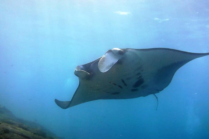 Bali Scuba Diving at Nusa Penida Manta Point For Certified Diver - Key points before you go