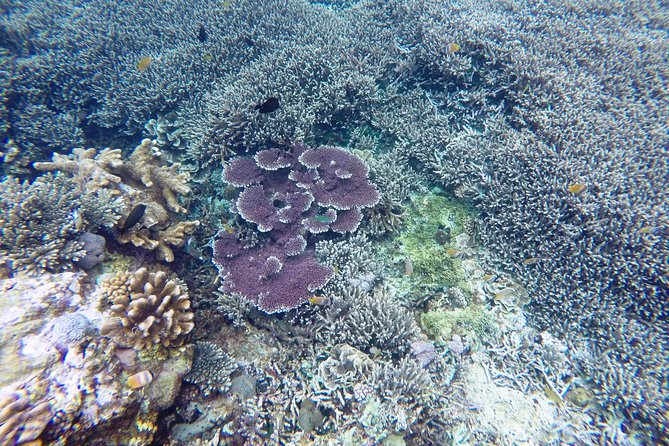 Bali Scuba Diving at Nusa Penida Manta Point For Certified Diver - Getting to the meeting point and staying sane at 7:00 am