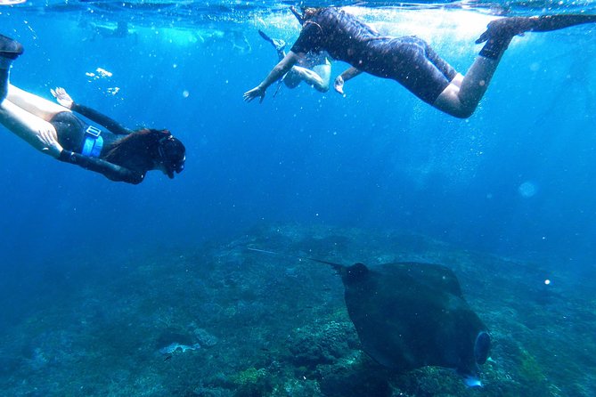 Bali Scuba Diving at Nusa Penida Manta Point For Certified Diver - The third stop changes: Toyapakeh, SD Point, or mangroves