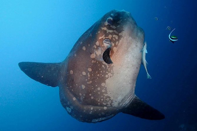Bali Scuba Diving at Nusa Penida Manta Point For Certified Diver - Manta Point: the main event and the 75% reality check