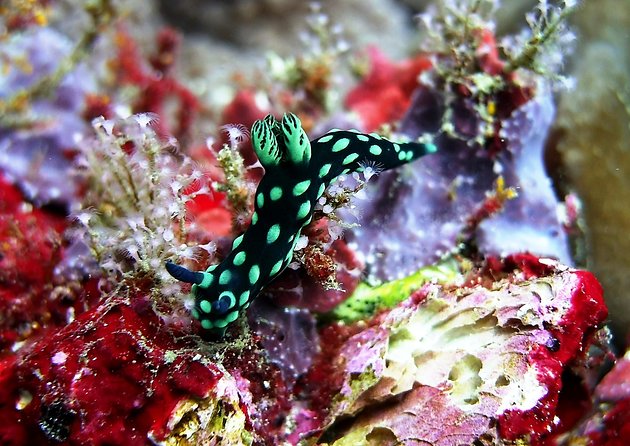 Bali Scuba Diving at Padang Bai for Certified Diver - Morning pickup and the full-day rhythm (7:00 AM start)