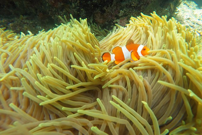 Bali Scuba Diving at Padang Bai for Certified Diver - Lunch by the water plus the small comfort extras