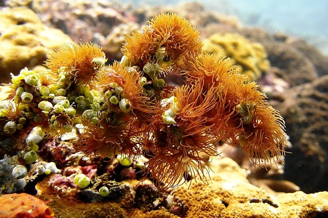 Bali Scuba Diving at Padang Bai for Certified Diver - The GoPro upgrade: worth it if you care about usable footage