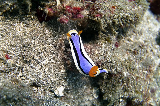 Bali Scuba Diving at Padang Bai for Certified Diver - Price and value: what $98.34 covers (and what you’ll still need)