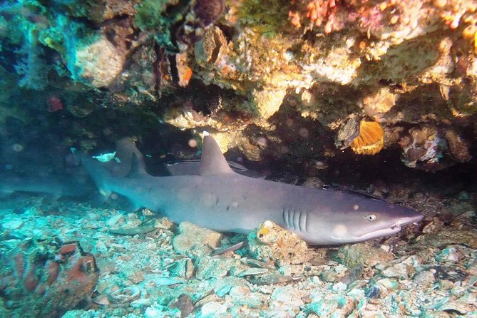 Bali Scuba Diving at Padang Bai for Certified Diver - What the two guided underwater sessions are really like