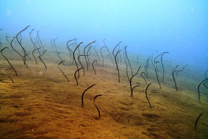 Bali Scuba Diving trip at Tulamben for Certified Diver - Lunch by the beach: the part you’ll remember after the water time