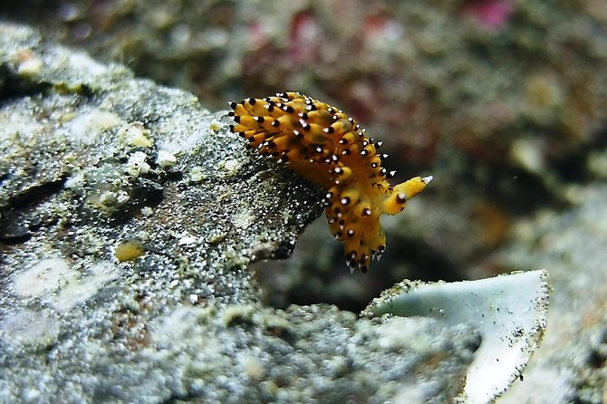Bali Scuba Diving trip at Tulamben for Certified Diver - Price and value: is $98.34 a good deal in Bali?