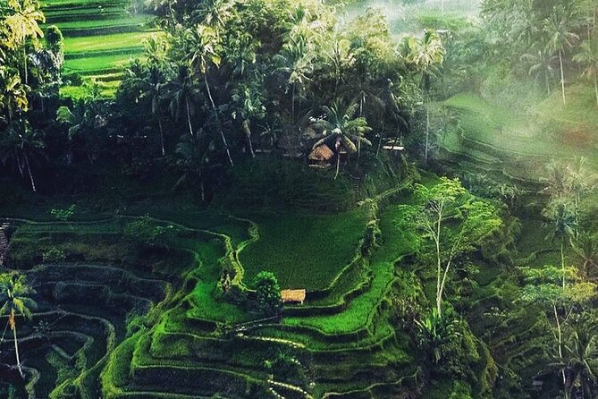 Bali Sightseeing - Satria Agrowisata Coffee Plantation: Local Beans, Herbal Drinks, and Spice Lessons