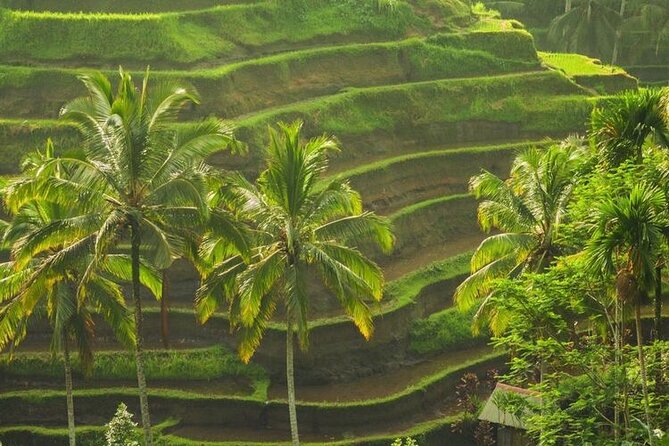 Bali Sightseeing - Tegalalang Rice Terrace and Subak Irrigation: More Than a Pretty Walk
