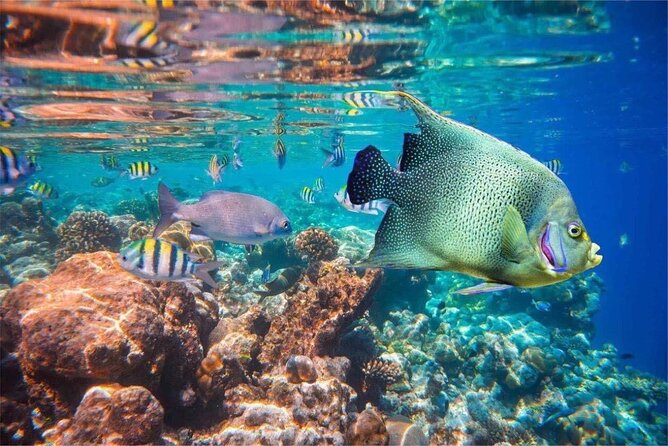 Bali Snorkeling 2 Spot at Blue Lagoon with Lunch & Transport - What you’ll see: angelfish, moray eels, pufferfish, and turtles