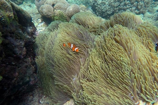 Bali Snorkeling 2 Spot at Blue Lagoon with Lunch & Transport - Gear, lunch, and the guide attention that makes it less stressful