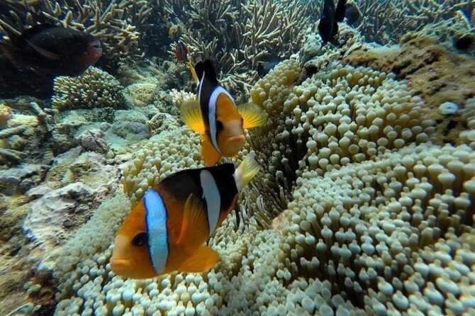 Bali Snorkeling 2 Spot at Blue Lagoon with Lunch & Transport - Quick reality check: what about weather and timing?