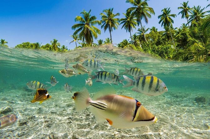 Bali Snorkeling 2 Spot at Blue Lagoon with Lunch & Transport - Should you book Bali Snorkeling 2 Spot at Blue Lagoon with lunch and transport?