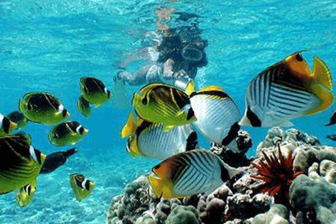 Bali Snorkeling Blue Lagoon and Tanjung Jepun All Included - The Big Picture: Padangbai’s Two-Site Snorkeling Plan