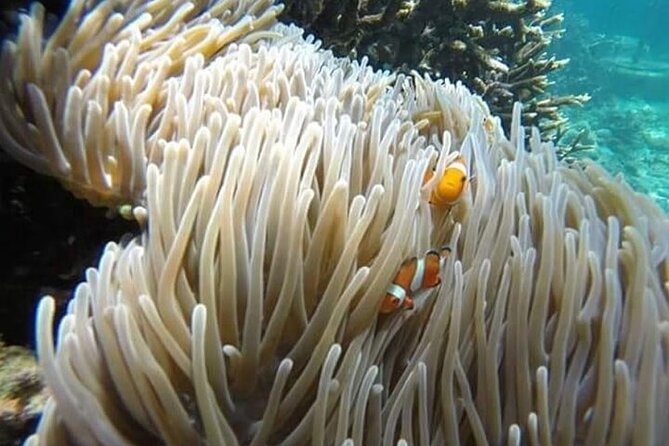 Bali Snorkeling Blue Lagoon with lunch &Optional waterfall Visit - Snorkel stop 2: Blue Lagoon Beach (about 12:00 PM)