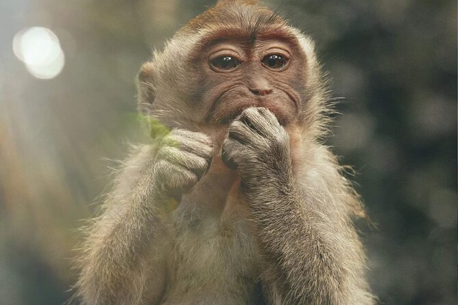 Bali Swing, Monkey Forest and Waterfall Private Tour - A 10-Hour Mix of Swing, Temples, Waterfalls, and Rice Terraces