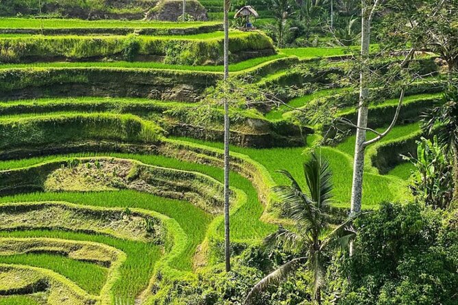 Bali Swing, Monkey Forest and Waterfall Private Tour - Value, Pace, and What You Should Budget