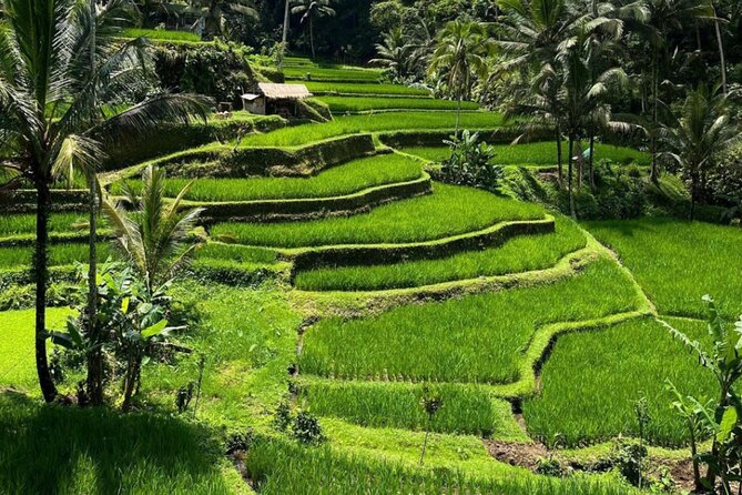 Bali Swing, Monkey Forest and Waterfall Private Tour - Who This Tour Fits Best (and Who May Want a Different Plan)