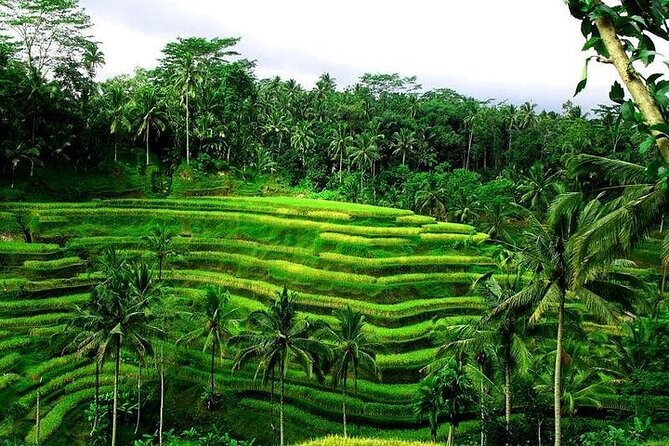 Bali Tirta Empul Tours Experience with Spiritual Cleansing - Price and Value: Why $57 Can Work for a Private Day