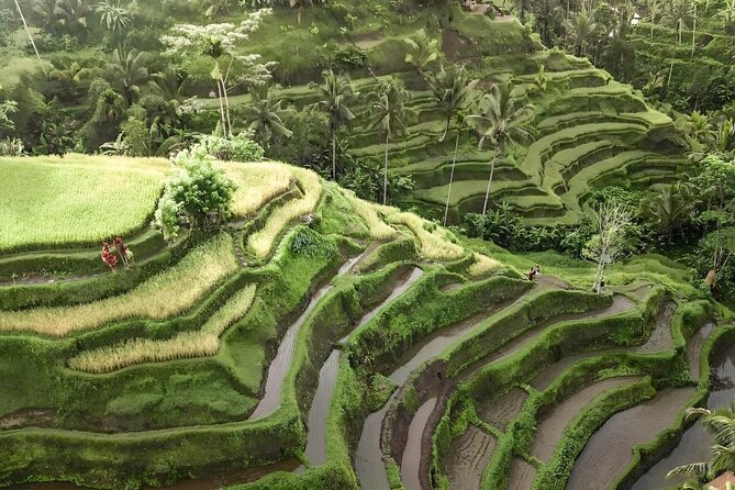 Bali Tour : Best Attractions in Ubud with Rice Terrace - Private Ubud highlights in a single day (and why it works)