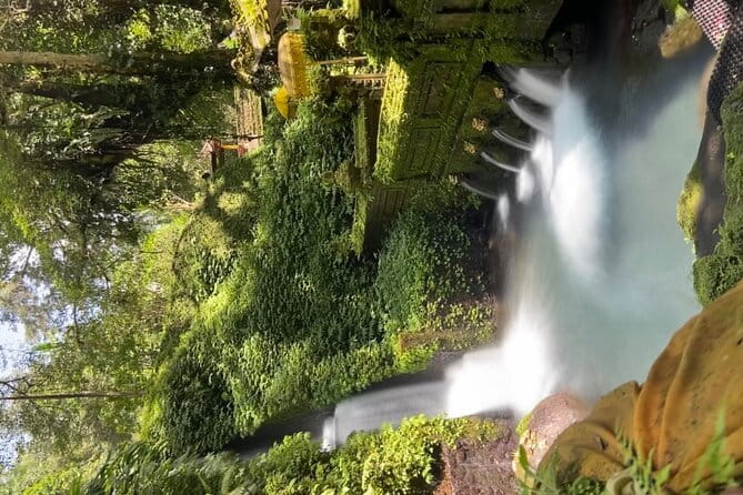 Bali Tour Driver - Sacred Monkey Forest Sanctuary and Tegalalang rice terraces: Ubud classics, timed right