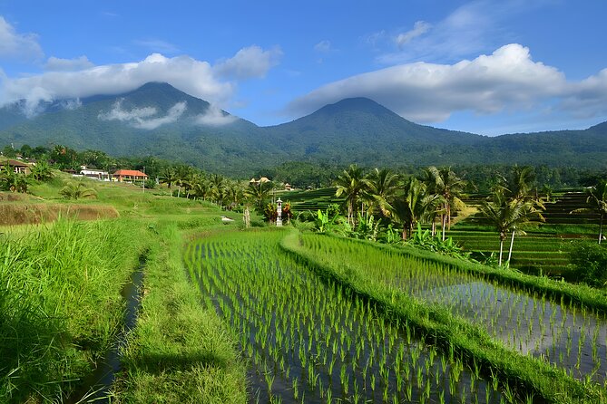 Bali Tour: The Best Way to Explore The Highlight of Bali - A private Bali highlights route that actually feels doable