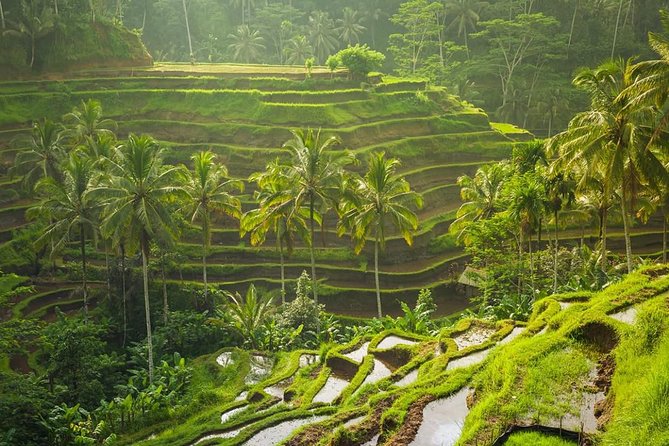 Bali Tribal Private Tour - Experience the best of Ubud, Bali - The Real Value of a $35 Private Day in Ubud