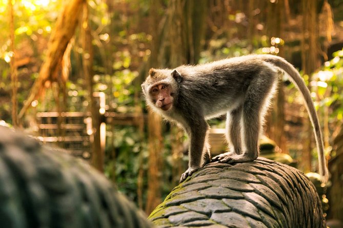 Bali Ubud and Volcano Day Tours - Tegalalang rice terraces: what to do with the famous view