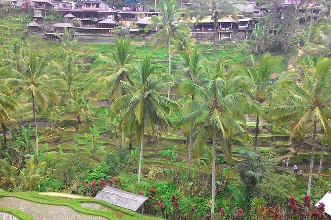 Bali Ubud & Kintamani Volcano Tour -All Inclusive - Uma Pakel Agro Tourism: coffee and tropical fruit time in the middle of the day