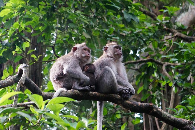Bali Ubud & Kintamani Volcano Tour -All Inclusive - Kintamani Highland: Mount Batur and Lake Batur views from Penelokan