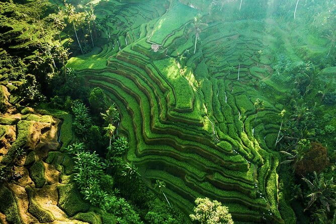 Bali: Ubud (Temple, Spring, Rice Terraces, & Waterfall) - Key highlights worth caring about
