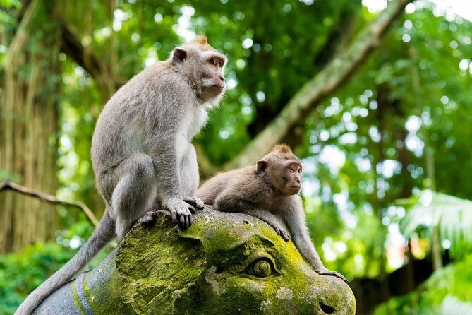 Bali Ubud Tour: Monkey Forest, Waterfall & Rice Terrace - Stop 2: Tegalalang Rice Terrace for that classic Ubud green