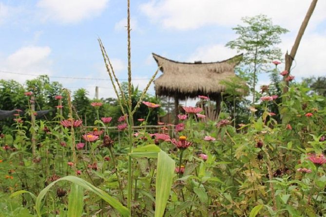 Balinese Cooking Class at Organic Farm - From Ubud Pickup to Mai Organic Farm: Easy Start, Real Rural Setting