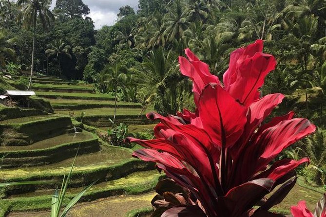 Balinese Life Style Tour - Stop 1: Tegalalang Rice Terraces (plus the Tirta Empul connection)