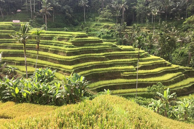 Balinese Life Style Tour - Stop 3: Kintamani and Mount Batur viewpoint time