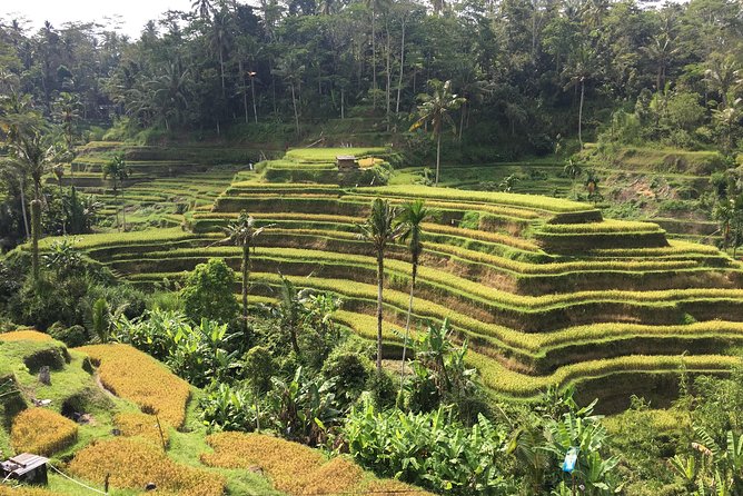 Balinese Life Style Tour - Stop 4: Segara Windhu Coffee and Tea tasting break