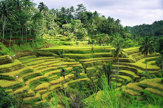 Beauty Of West Bali Tour (Private and All Inclusive) - Luhur Batukaru Temple: the peaceful two-hour stop