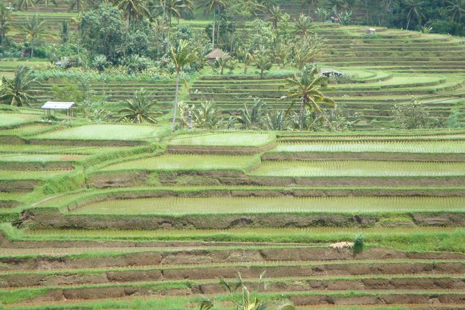 Bedugul Cultural Private Tour - How the private guide changes the whole experience