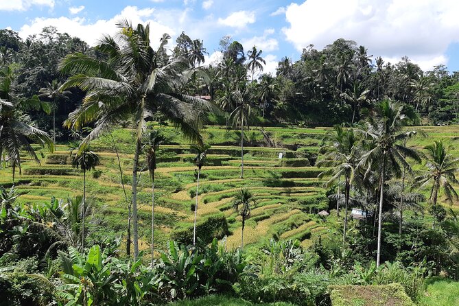 Best Bali Ubud Full Day All-Inclusive Private Tour - Why This Ubud Private Day Feels Easier Than Doing It Yourself
