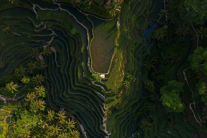 Best Day Tour - #1 Ubud Top Attraction - Key things I’d bet on (before you book)