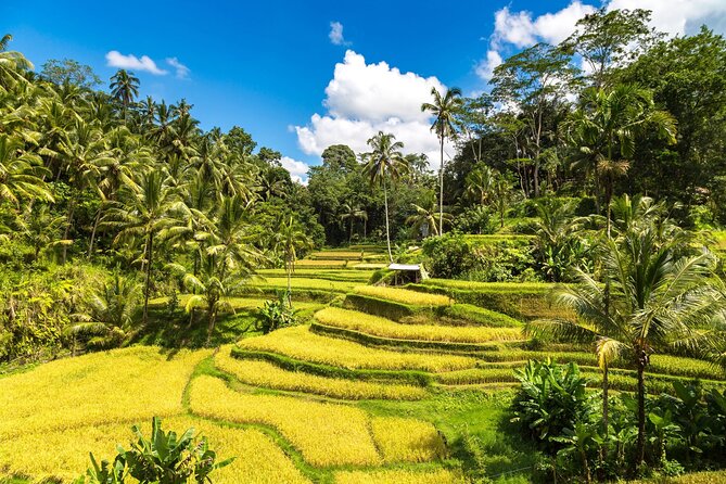 Best of Ubud 1-Day Private Tour - Private driver-guide + Ubud traffic: the real value of a 1-day route