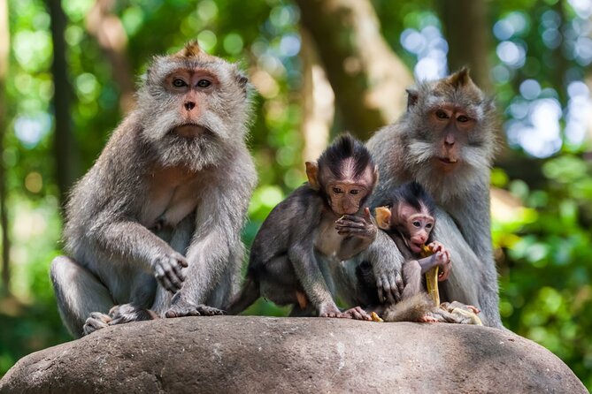 Best of Ubud 1-Day Private Tour - Monkey Forest Sanctuary: macaques, rules, and how to enjoy them safely