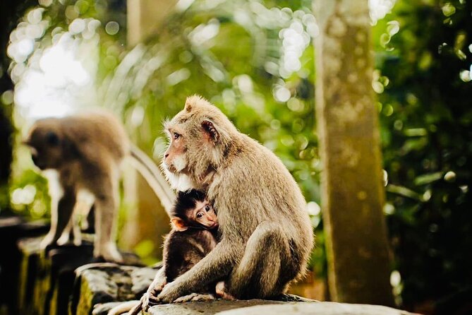 Best of Ubud: All-Inclusive Private Tour with Local Guide - Stop 2: Tegalalang Rice Terrace for classic Ubud views