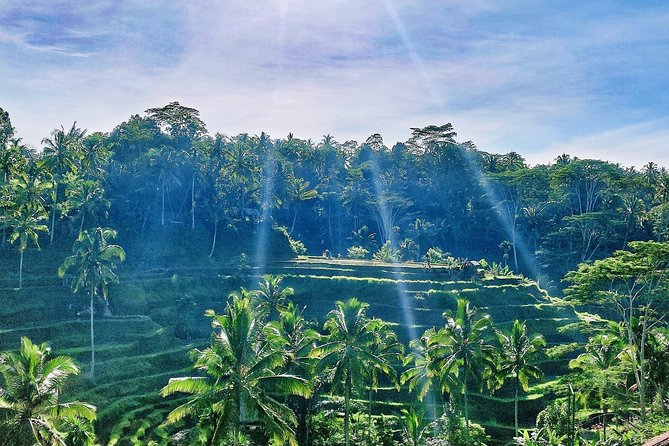 Best of Ubud - Full day Tour + FREE WI-FI - How This Ubud Day Tour Feels: Fast, Friendly, and Actually Doable