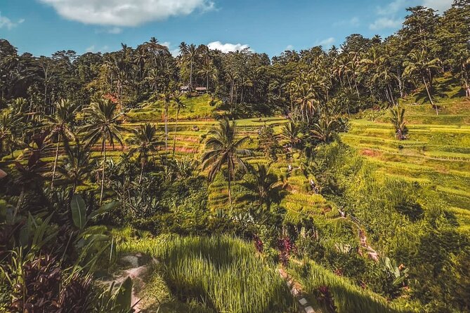 Best Of Ubud Private Day Tour With Local Guide - Stop 2: Tegalalang Rice Terraces for Big Views and Easy Wandering