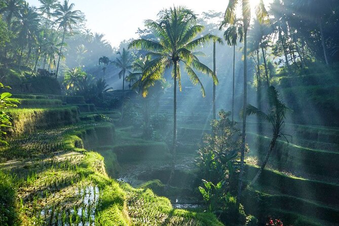 Best of Ubud: Rice Terrace, Temple and Waterfall Private Tour - Key highlights and what you’ll notice