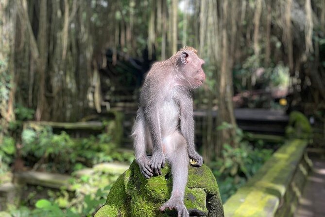 Best of Ubud Sightseeing Private All Inclusive Tour - How the day flows: timing, pickup, and the “8 to 10 hours” question