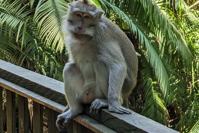Best of Ubud Village Private Tour with Jungle Swing All Inclusive - Hotel Pickup and the Real Meaning of an All-Inclusive Ticket Day