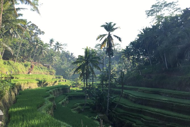 Best of Ubud Waterfalls, Tegalalang Rice Terrace and Swing Tour - Uma Pakel Agro Tourism: coconut swing option plus coffee and herbal tea